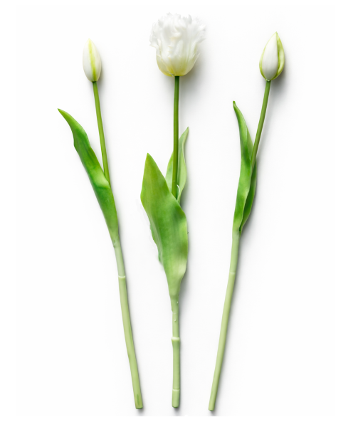 Mensa Home Sztuczny tulipan biały (1szt. mix) 1036939