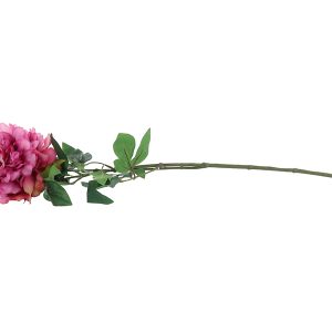 Peonia gałązka 82570